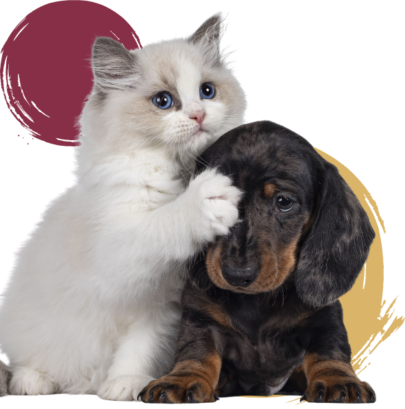 Jaula trampa gatos Mascotas en adopción y accesorios de mascota de